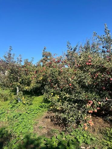 Продажа домов: Дом, 100 м², 4 комнаты, Собственник, Старый ремонт — 13