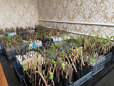 Виноград: Продаю Саженцы Винограда, есть разные сорта: Юлиан, Ризомат, кишмиш — 9