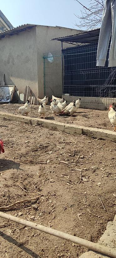Куры, петухи: Продаю | Куры | Несушки — 8