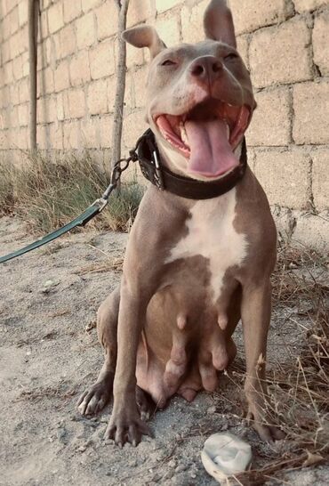 pitbull balası: Pitbul, 1 il, Dişi