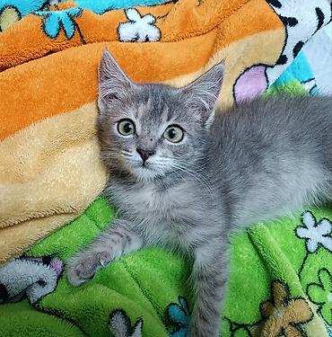scotish fold: Кошка даром: Беспородная, 2 месяца, Девочка, Приучена к лотку — 1