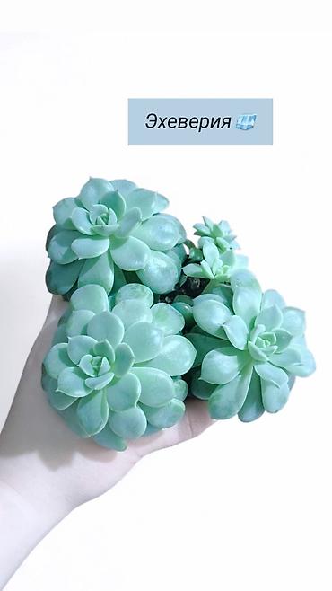 Хлорофитумы: Распродажа 🔥 Продаю комнатные растения 🪴. Пассифлора кализия розовая — 8