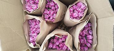 Тюльпан: Тюльпаны оптом - Цена: от 90 сом - Длина: 60 см - Тюльпаны с — 6