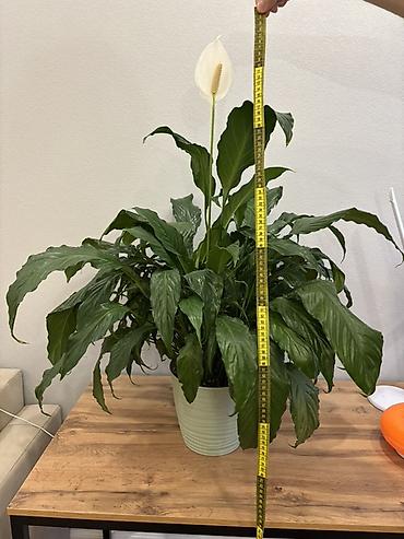 материнское счастье цветок: Спатифиллум (Spathiphyllum; женское счастье) - Высота вместе с — 3