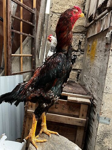 взять бесплатно котёнка: Salam Təmiz Orginal Şamo cəki 4.500 Tüləydədi Satılır Barterde Var at lalafo.az взять бесплатно котёнка: Salam Təmiz Orginal Şamo cəki 4.500 Tüləydədi Satılır Barterde Var