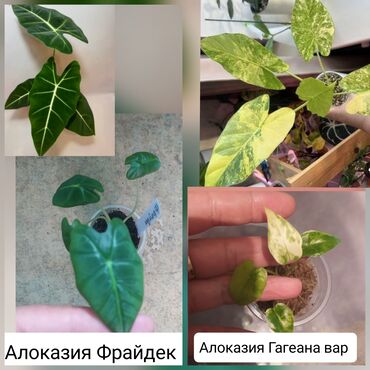 все для аквариума бишкек: Продаю Алоказии детки