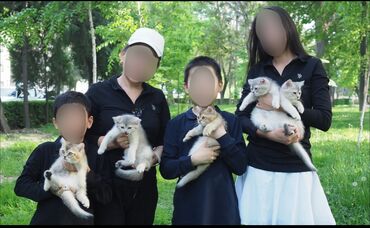 Продажа кошек: Британская короткошёрстная, 3 месяца, Мальчик, Приучена к лотку, Проглистована, С документами