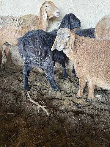 Баран, овца: Продаю | Баран (самец) — 5