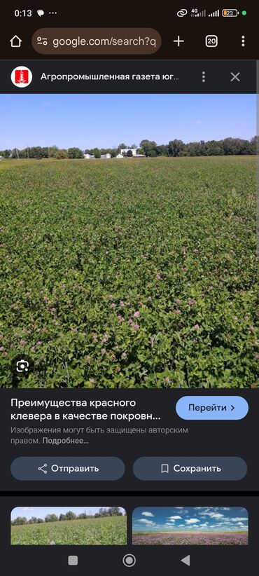 Другие услуги: Сдаю 1 гектар плодородной земли, засеянной клевером. Отлично подходит