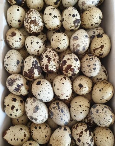 фазаны яйца: Перепелинные яйца
