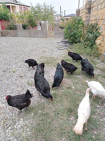 essək sudu satisi: Toyuq, Damazlıq — 6