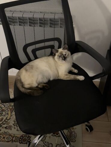 сколько стоит кошка шиншилла: Кошка даром: Беспородная, 1 год, Девочка, Кастрирована, Метис, Приучена к лотку