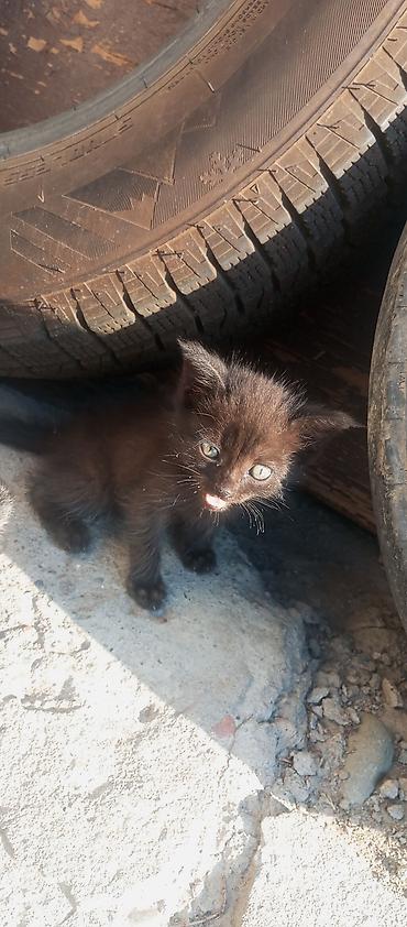 Кошки: БЕСПЛАТО отдам в хорошие руки Котёнок, окрас сплошной серый — 8