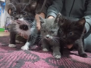 срочно продаю в связи с переездом: Кошка даром: Сибирская, 3 месяца, Мальчик, Приучена к лотку