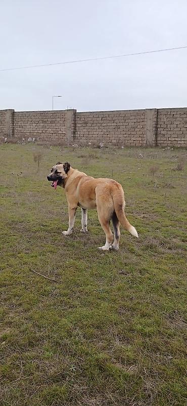 İtlər: Qurdbasar, 1 il, Erkek, Peyvəndli, Ödənişli çatdırılma — 4