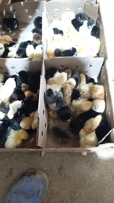 Cücələr: Salam herkese bayraminiz mubarek _xarkov qənbəri_ lider55_ sereblis _ — 10