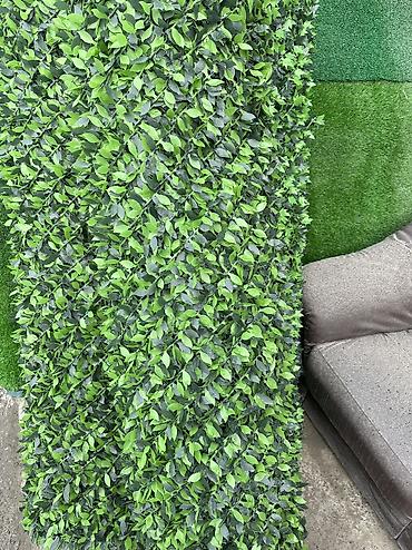 kələm gülü: 🌿 Yaşıl Hasarların Topdan və Pərakəndə Satışı Məkanlarınıza estetik — 6
