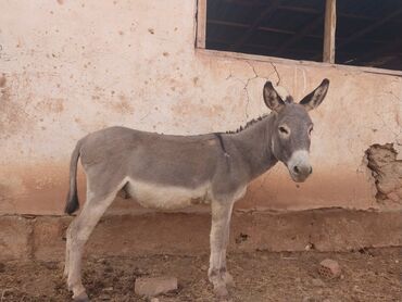 продаю баран красная речка: Домашний осёл (буро-серый окрас) - Вид: осёл, рабочее животное -