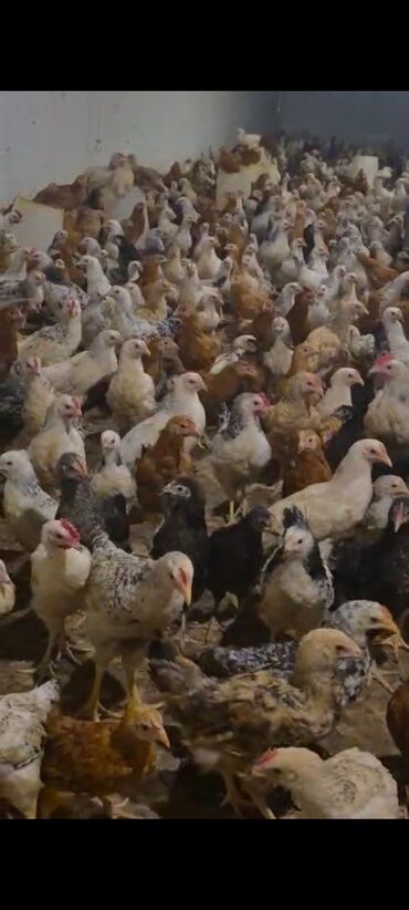 İnformatika: Tam saglam colpalar satllr ceki 800_900_