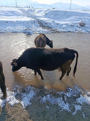 Коровы, быки: Продаю | Корова (самка) | Для молока — 16