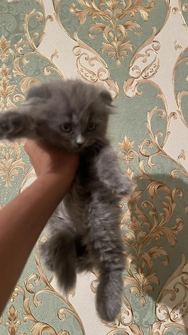 уй сатылат бишкек 2022: Шотландский вислоухий котёнок (скоттиш-фолд), окрас сплошной голубой — 3
