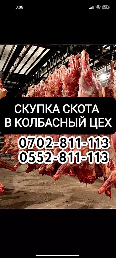 конь на забой: Куплю скот любом виде коров быков лошадей на Колбасный цех — 1