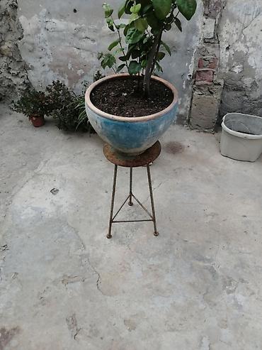 ucuz gül: Dibçək üçün dekorativ metaldan hazırlanmış ayaqlıq istədiyiniz rəngə — 1