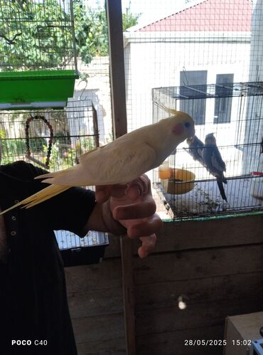 Tutuquşları: Korella tek tek erkey dişi Cüt Valnist qəfəs Valnist 15 Azn balasi — 29