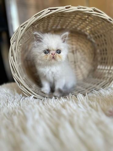 Pişiklər: Fars — 10