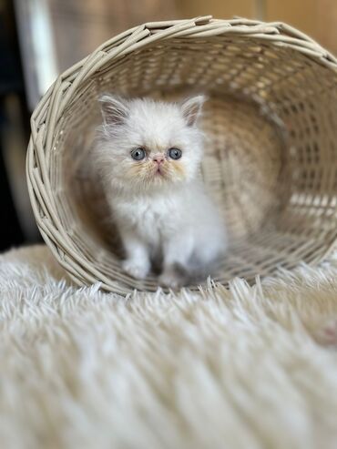 Pişiklər: Şotland yastı qulaq, Erkək, Dişi, Yaxşı əllərə, Ünvandan götürmə, Pulsuz çatdırılma, Ödənişli çatdırılma — 185