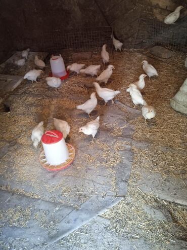 клетки для птицы: Домашние цыплята
