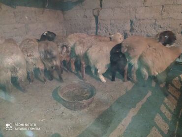 Бараны, овцы: Продаю | Баран (самец) | Гиссарская | На забой | Племенные