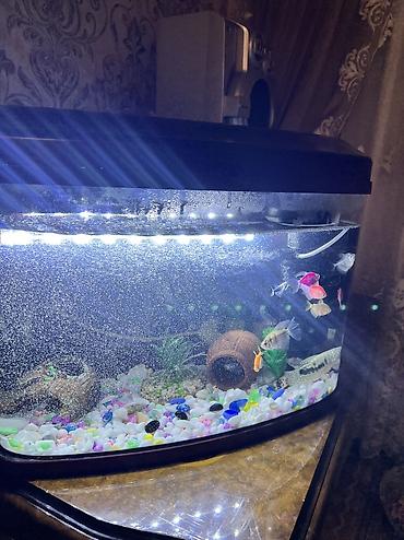 dəniz donuzu satışı: Glofish, Ünvandan götürmə — 1