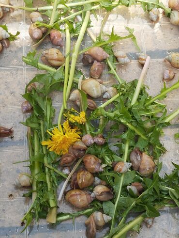 Другие животные: Продаю улиток Ахатинцев, . для использования косметических процедур — 11