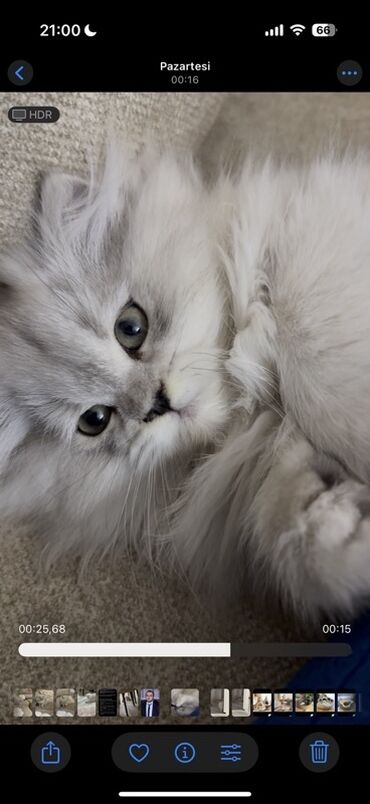 dovşan şekilleri: Erkək