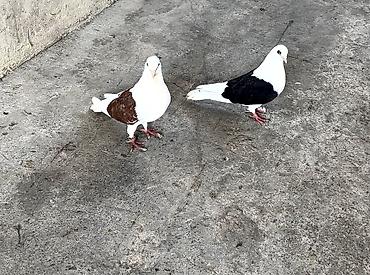 Salam real alıcılar əlaqə saxlasın