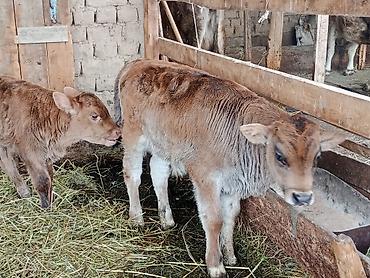 Коровы, быки: Продаю | Бык (самец) | Для разведения | Племенные — 3