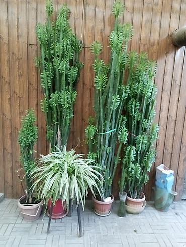 алое вера: Эуфорбия треугранная (Euphorbia trigona) в напольных горшках - — 1