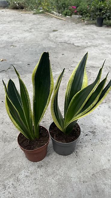 zamir: Сансевьера (Sansevieria trifasciata, «щучий хвост», «тещин язык») в — 3