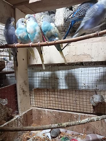 Quşlar: 2-i bir il yarım 4isə 4aylıqdır qiymet 9azn 6sını goturene 8.50 — 1