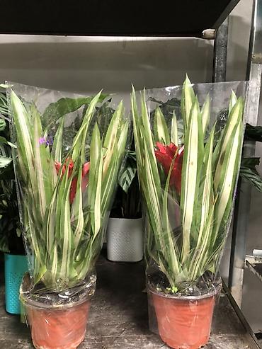 Другие комнатные растения: Комнатные растения в горшках — декоративные и фруктовые 1) Карликовый — 13