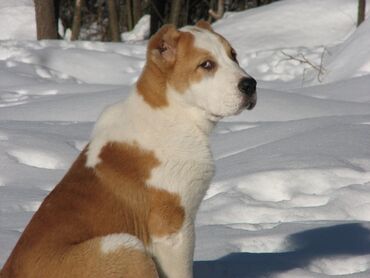 собаки доберман: Продаю щенка алабая 4 месяца крупный хороший костяк кобель . все