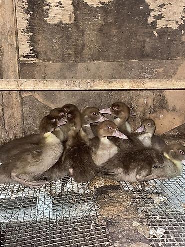 ordək adı: Krosandar sortu ordekler 3 heftelikdir ler cox irinheyvanlar di anasai — 1