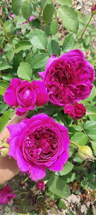 Роза: Садовые розы (кустарниковые/чайно-гибридные, крупноцветковые — 8