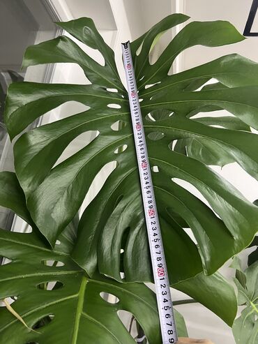 Монстеры: Монстеры делициозы очень много выбора от 500 до 8000т огромные — 7