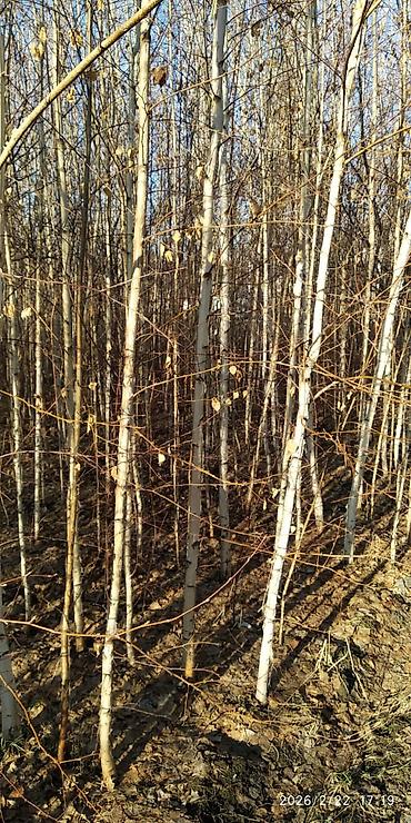 Декоративные деревья: Саженцы деревьев: Берёзы — 2