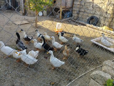 pişik sudu: Salam ördəklər satılır 18 ədət di ) Təsvir: - Həyətdə saxlanılan