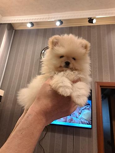 İtlər: Şpitz — 5