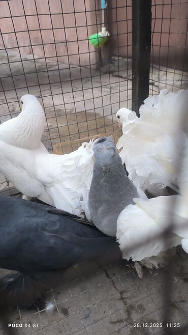 Птицы: Игровые летные цена договарная - Породы: белые павлины (характерные — 8