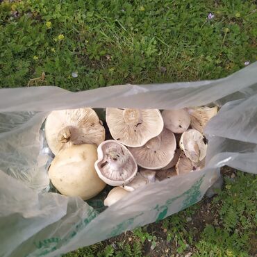 Другие овощи: Продаётся грибки,1-кг 250сом